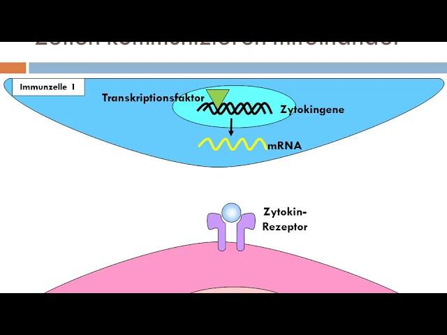 Unser Immunsystem