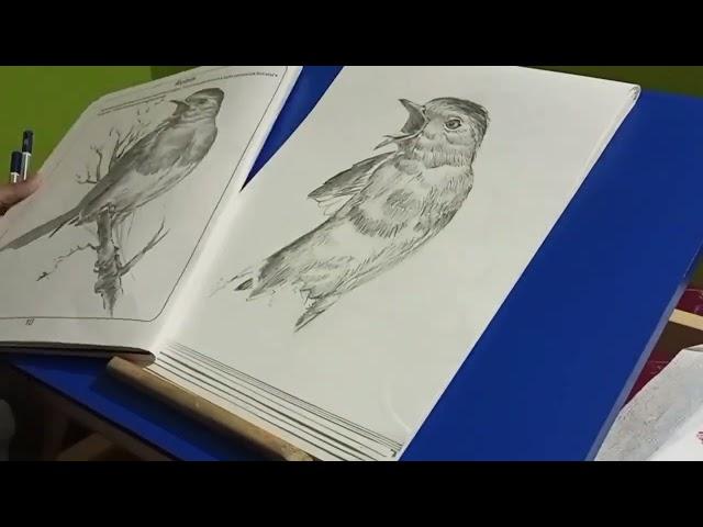 Drawing beautiful bird using hatching technique (timelaps)