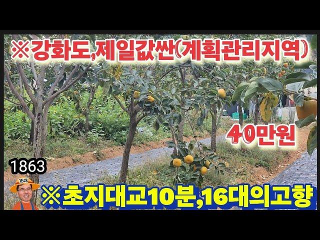 ※250평값으로500평구입※강화도토지 강화도땅 강화도부동산 강화도농막 강화도농가주택 강화도전원주택 김포토지 강화농지 부성부동산Tv