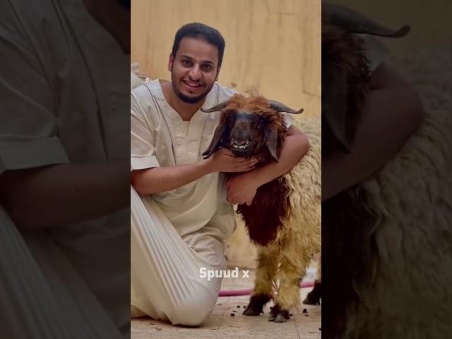 شباب البومب 10  - عـامـر الكنترول  كفووو  فخامة تصميم/ رهيب ¦ جديد2022 HD