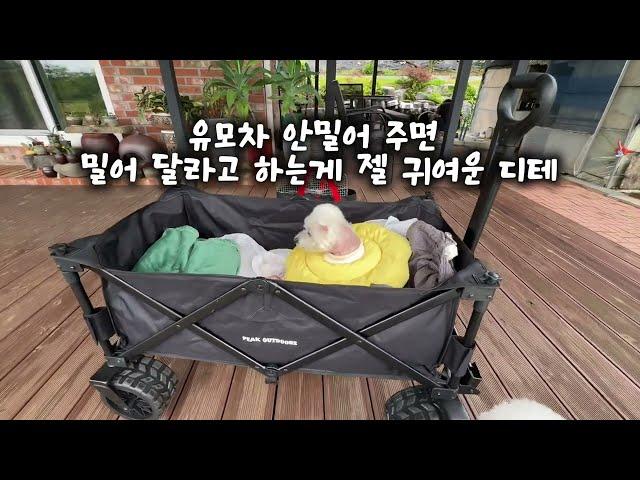 디테와 장군이, 할머니 집에 가다｜16살 노견의 포근한 하루