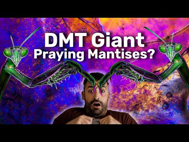 Why DMT Users Report Seeing Elves and Entities