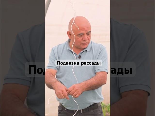 Как подвязать рассаду в теплице? #сад #дача #огород #рассада #аэлита #дачныесоветы