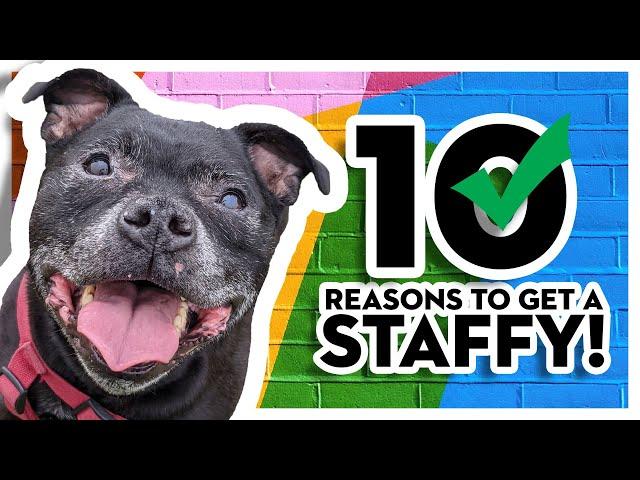 10 Reasons You SHOULD Get A Staffordshire Bull Terrier