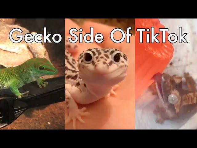 Gecko Side Of TikTok