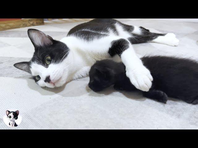 The first meeting between a tiny kitten and miracle older cat Mu was filled with kindness and love