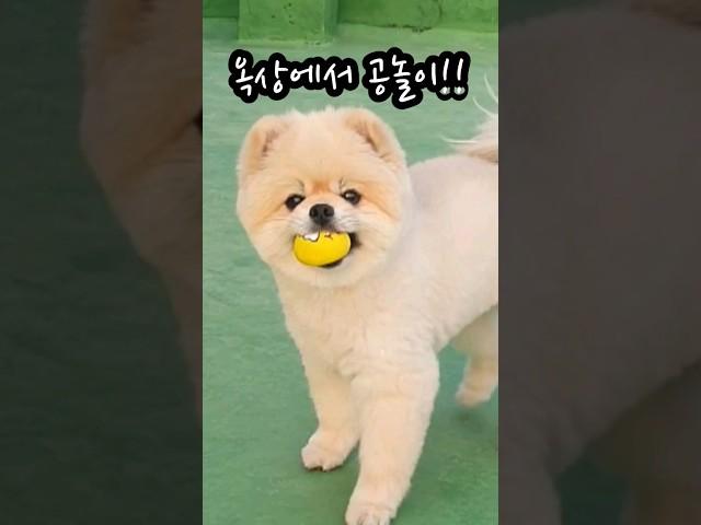 옥상에서 공놀이 #공놀이  #shorts  #공 좋아하는강아지
