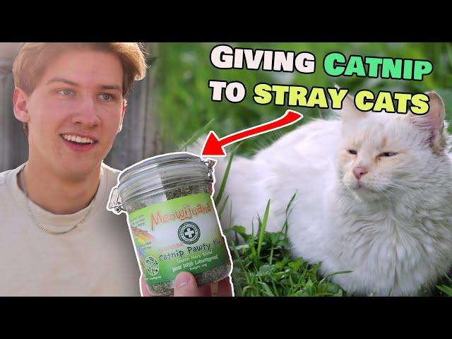 Stray Cats Try Catnip for the First Time!