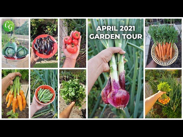 California Gardening April 2021 Garden Tour - Harvests, Gardening Tips & More!