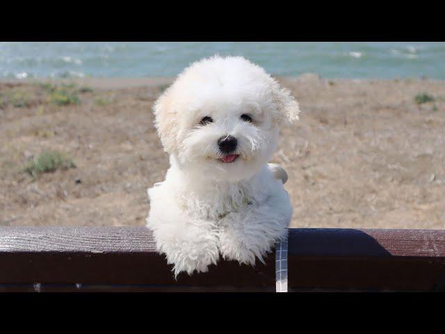 My Puppy Goes to the Beach for the First time!