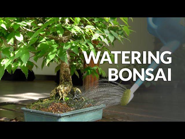 How to Water a Bonsai tree