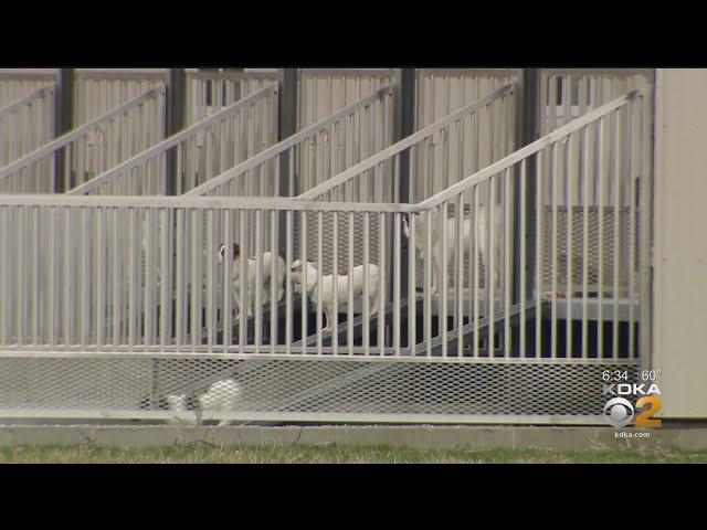 KDKA Investigates: Puppies For Sale In Western Pennsylvania Traced To Farms In Indiana