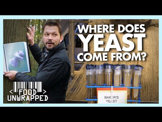 What is Yeast and How is it Found? | Food Unwrapped