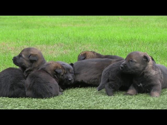 The Real Thing! German Shepherd puppies with genuine true black sable colors