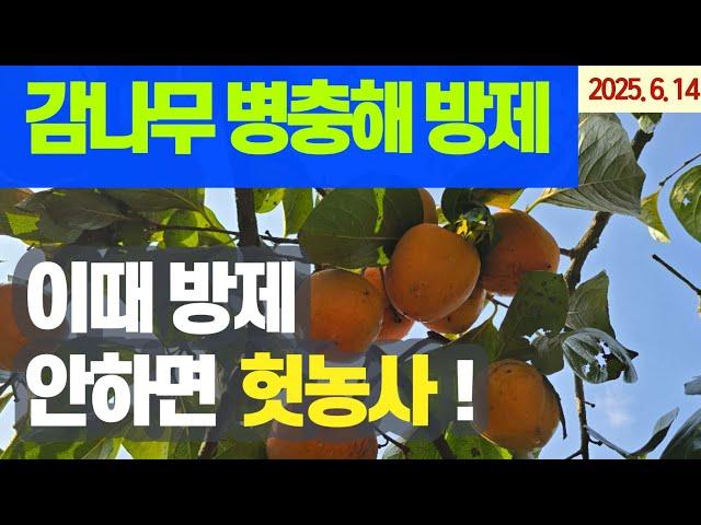 감나무 병충해 방제 - 빈발 병해충/방제시기/사용농약/둥근무늬낙엽병