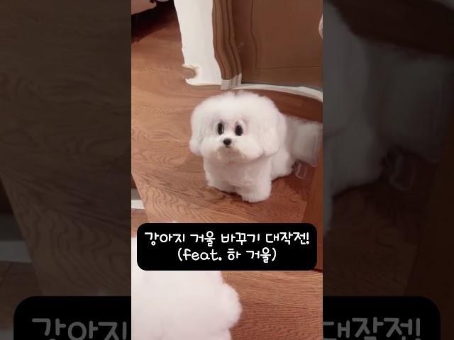강아지전용 거울 바꿔치기 (feat. 하 거울)