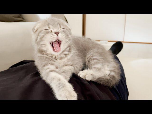 It's very dangerous to have a kitten climb on your belly before work!