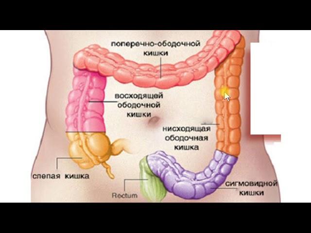 Тонкий и толстый кишечник. Нижний Этаж полости живота. Топография.