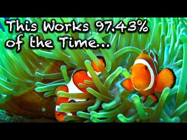 How To Host Clown Fish In A New Anemone