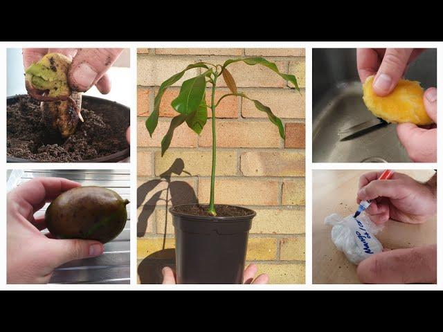 Grow a mango tree from seed #fruittrees #growfruit #gardening #mangotrees