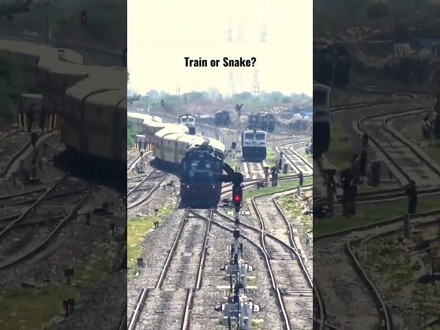 Train or Snake ? You Decide