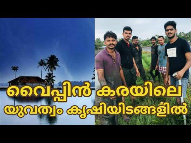 വൈപ്പിൻ കരയിലെ  യുവത്വം_കൃഷിയിടങ്ങളിൽ |  Pokkali farming in kerala by  Youth