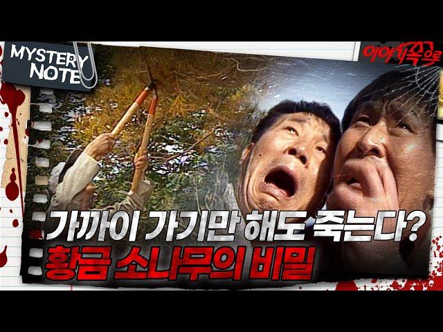 [미스터리 노트] 가까이 가기만 해도 죽는다? 황금 소나무의 비밀｜#미스터리노트 MBC961025방송