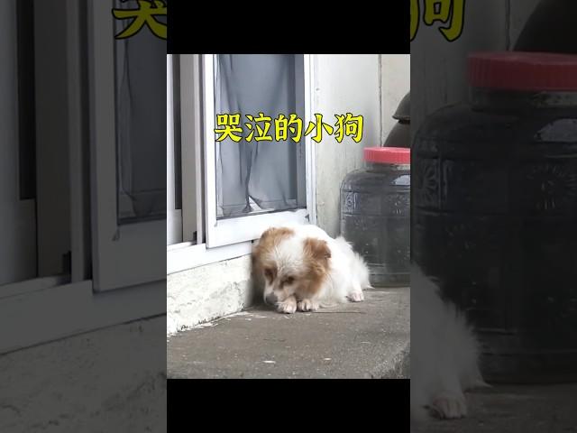 只因太想念自己主人，這只小狗終日以淚洗面。 #animals #cute #pets #dog #shorts