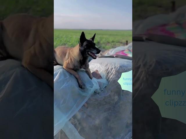 Caring dog loved by everyone ️#caring #funnyclipzz