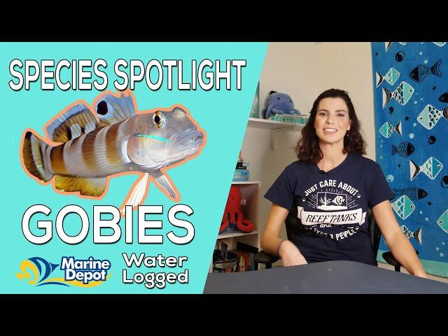 How to Take Care of Gobies: Species Spotlight with Hilary