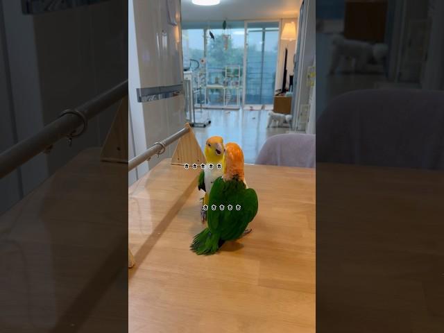 카이큐를 두 마리를 키워야 하는 이유!