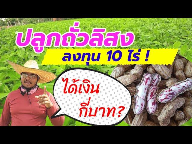 ปลูกถั่วลิสง ลงทุน 10 ไร่ ได้เงิน กี่บาท?