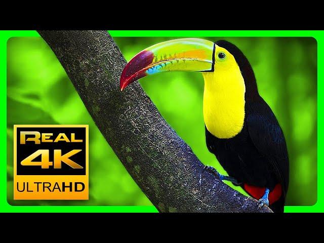 Breathtaking Colors of Nature in 4K III Beautiful Nature - Sleep Relax Music 4K UHD TV Screensaver