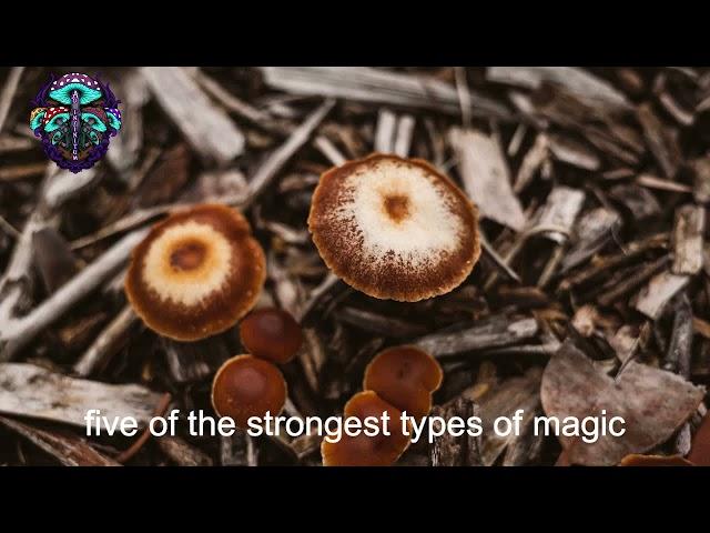 5 strongest Magic Mushrooms