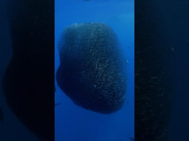 How a tuna fishes #amitesh #tuna #fish