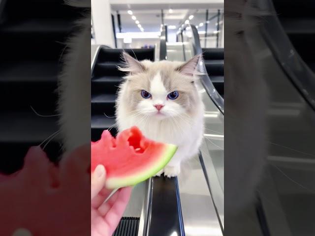 猫咪爱吃西瓜 #萌宠出道计划 #萌宠 #猫咪的迷惑行为 #记录猫咪日常 #猫咪