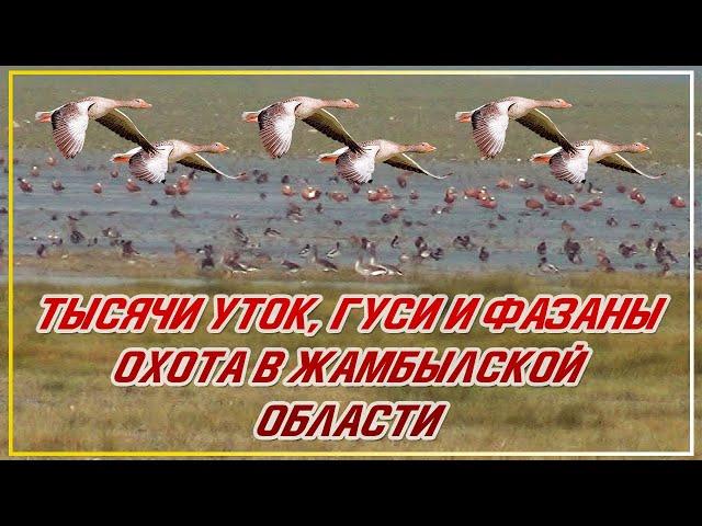 ТЫСЯЧИ УТОК И ГУСИ! ОХОТА НА ФАЗАНА И УТКУ В ЖАМБЫЛСКОЙ ОБЛАСТИ Мерке, Озеро Аспара Охота с легавыми