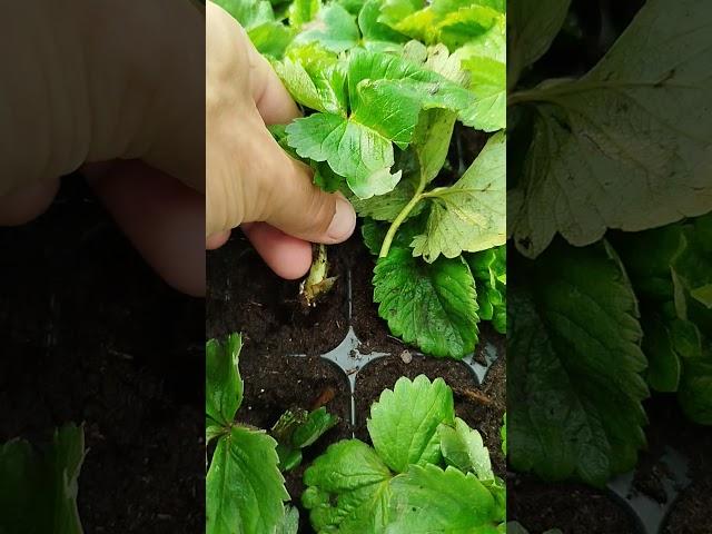 Выращивание кассетной рассады. Агроном клубничник.