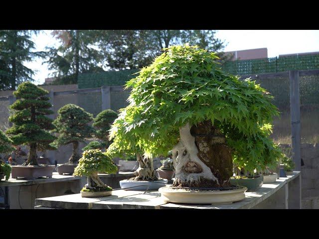 Peter Tea's Bonsai garden