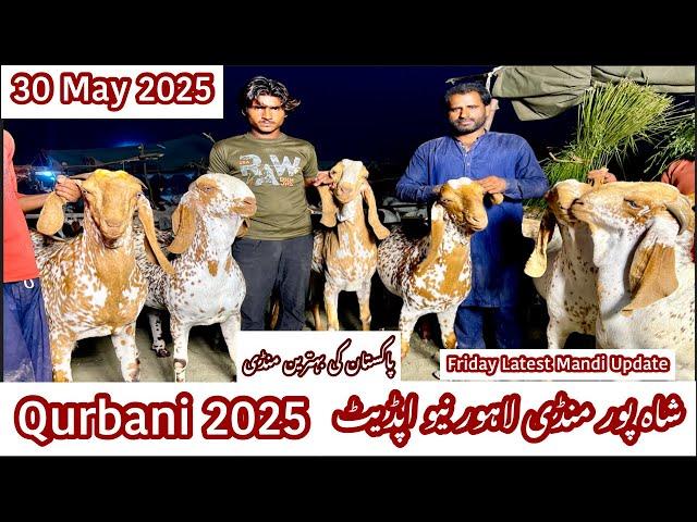 Shahpur Kanjra Mandi | Bakra Mandi Lahore | Qurbani 2025 | Live Deal | Goat Farming in Pakistan