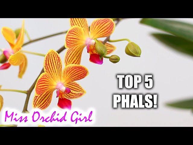 Top 5 favorite Phalaenopsis Orchids (hybrids)