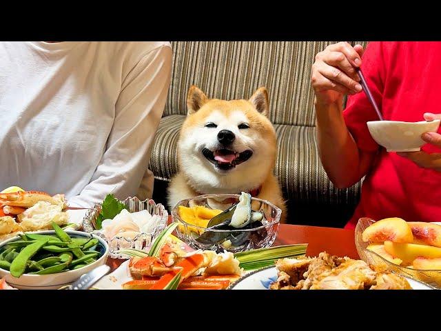 Shibe naturally attends the summer party at Grandma's house and enjoys it more than anyone else.