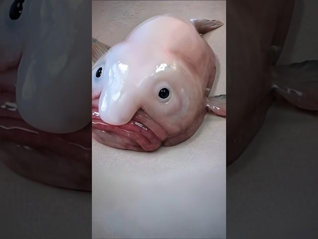 The Truth: The Blobfish Isn’t Ugly!  #shorts