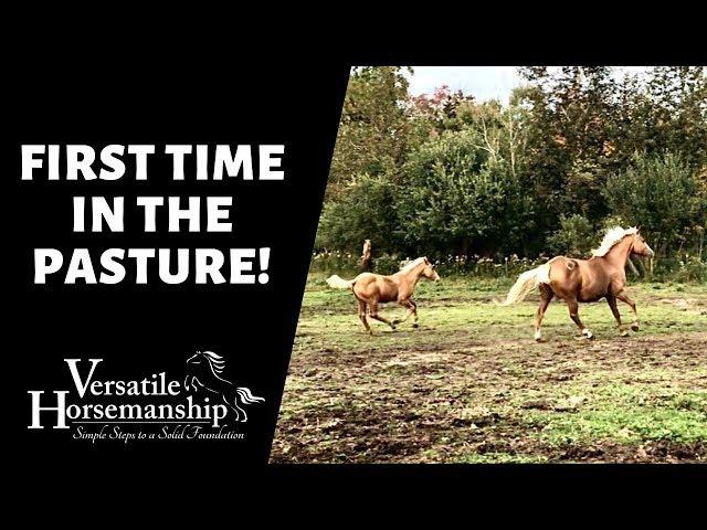 FIRST TIME IN THE PASTURE! // Versatile Horsemanship