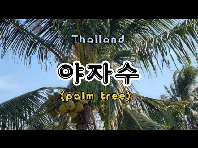  야자수(palm tree)  #야자수 #코코넛 #thailand