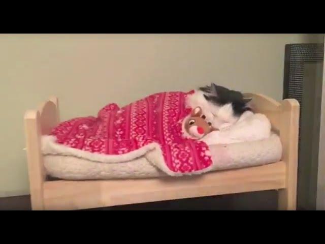 Cat Puts Herself to Sleep in Tiny Human Bed