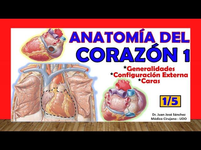  HEART Anatomy 1/5 - Generalities, Faces and External Configuration