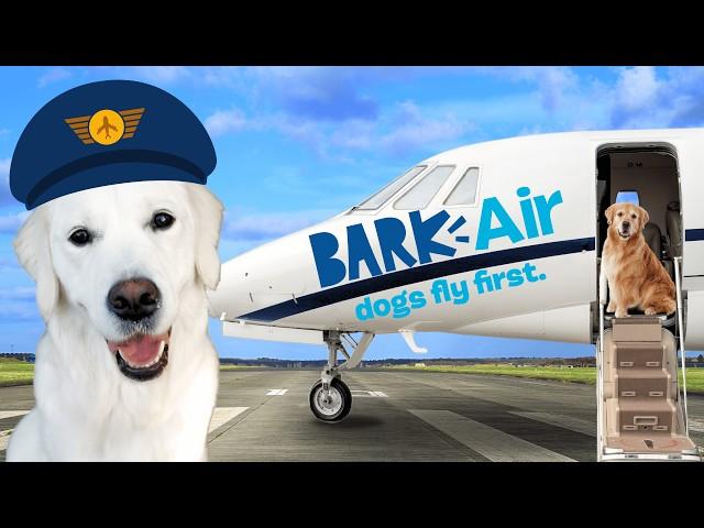 Flying On The World's FIRST Dog Airline BARK Air!