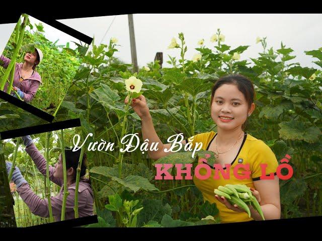 Vườn Đậu Bắp Khổng Lồ Độc Lạ Bình Dương