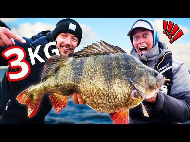 DREAM FISH: Worlds best perch fishing (3 kg+) | Team Galant